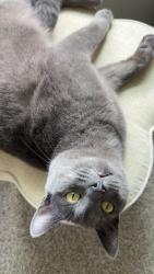 Lost Male Cat last seen wickley parkway, Fulshear, TX 77423