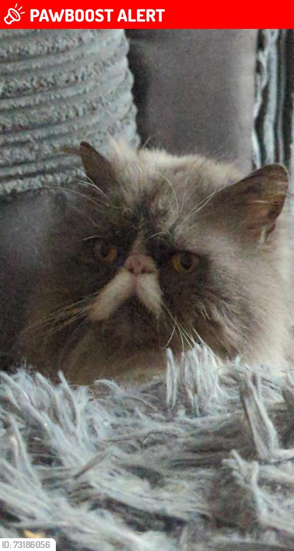 Lost Female Cat last seen Elmstead, Skelmersdale, Lancashire, England WN8 6DA
