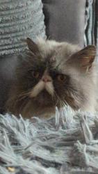 Lost Female Cat last seen Elmstead, Skelmersdale, Lancashire, England WN8 6DA