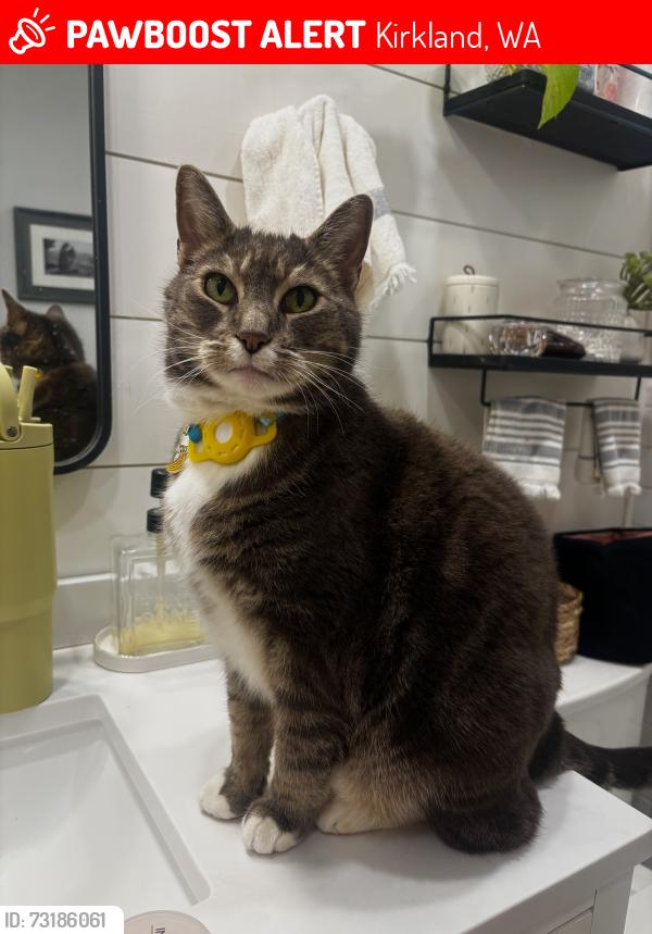 Lost Male Cat last seen Near 5th street, Kirkland, WA 98033
