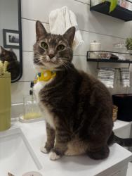 Lost Male Cat last seen Near 5th street, Kirkland, WA 98033