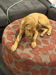 Reunited Female Dog last seen Lara views est, Lara, VIC 3212
