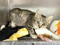 Shelter Stray Female Cat last seen Near W 151 Street, NEW YORK, NY, 10039, 326 E 110th St, New York, NY 10029, USA
