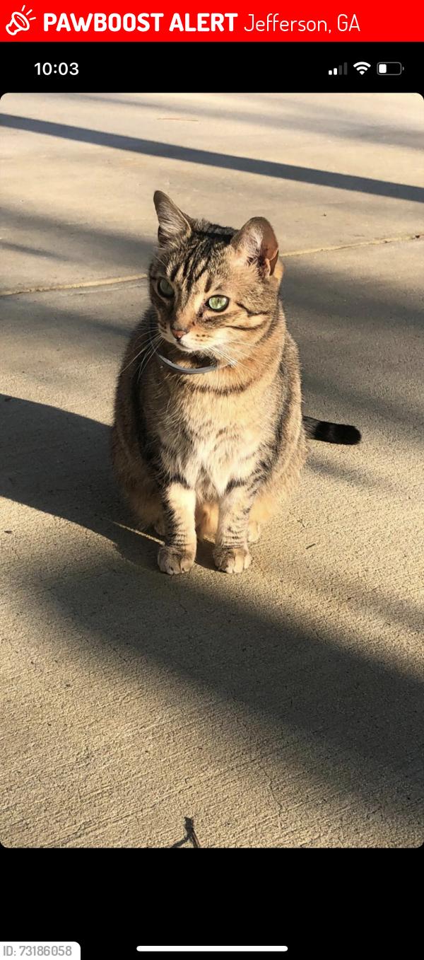 Lost Female Cat last seen Hammond farms neighborhood, Jefferson, GA 30549