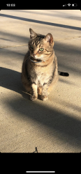 Lost Female Cat last seen Hammond farms neighborhood, Jefferson, GA 30549