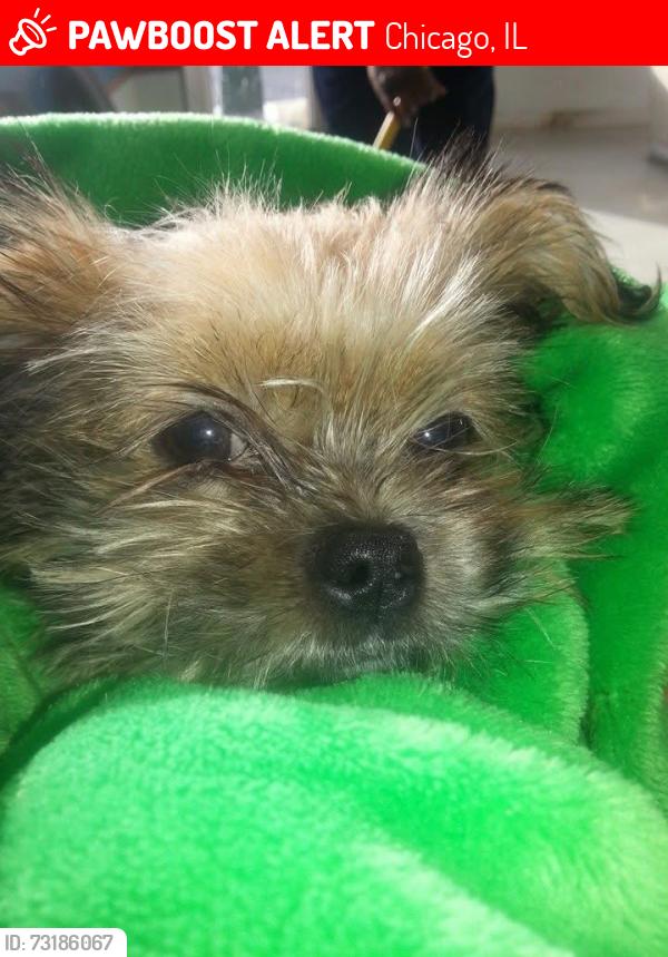 Lost Male Dog last seen home, Chicago, IL 60602