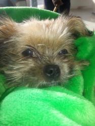 Lost Male Dog last seen home, Chicago, IL 60602