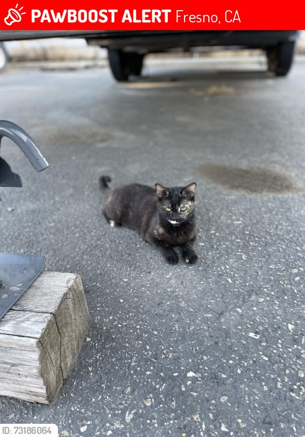 Lost Female Cat last seen On Clinton Ave./east of Clovis Ave at train tracks, Fresno, CA 93727