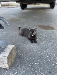 Lost Female Cat last seen On Clinton Ave./east of Clovis Ave at train tracks, Fresno, CA 93727