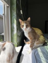 Lost Female Cat last seen Elm creek park, Austin, TX 78725