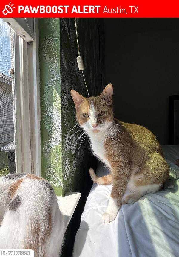 Lost Female Cat last seen Elm creek park, Austin, TX 78725