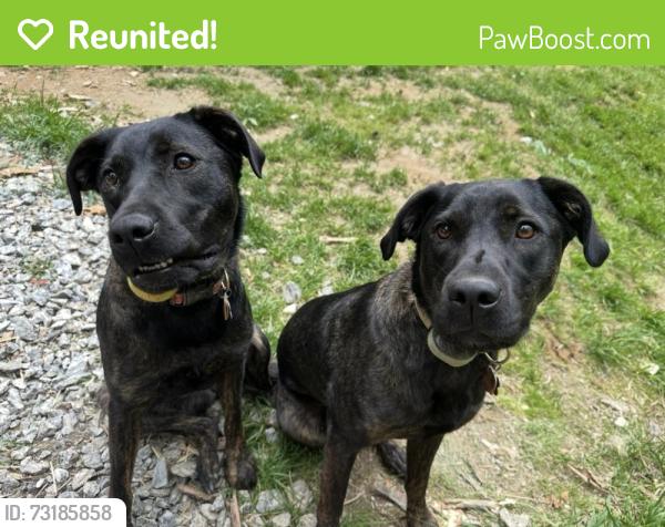 Reunited Female Dog last seen Davis Mountain Rd, Hendersonville, NC 28739