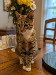 Reunited Female Cat last seen E Ridgewood St and N Fern Creek Ave, Orlando, FL 32801