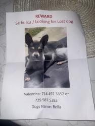 Reunited Female Dog last seen Near 207th St Lakewood, CA 90715 Estados Unidos, Lakewood, CA 90715