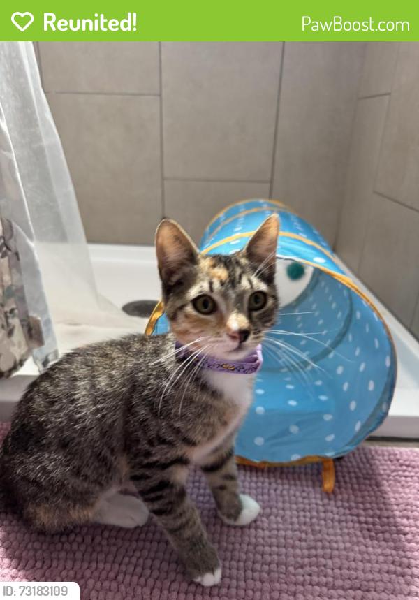 Reunited Female Cat last seen Jarvis, San Jose, CA 95118
