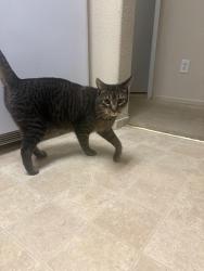 Reunited Male Cat last seen Pear blossom Drive Off stony point road, Santa Rosa, CA 95407