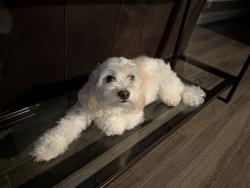 Reunited Female Dog last seen Sunnybrae dr., Martinez, CA 94553
