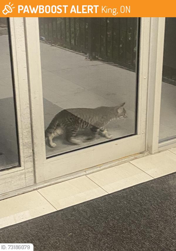 Found/Stray Unknown Cat last seen Near Curtis Crois., Kingston, ON K7M 5V6, King, ON 