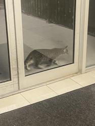 Found/Stray Unknown Cat last seen Near Curtis Crois., Kingston, ON K7M 5V6, King, ON 