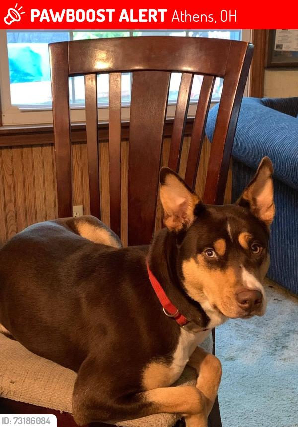 Lost Female Dog last seen Old st rt3, Athens, OH 45701