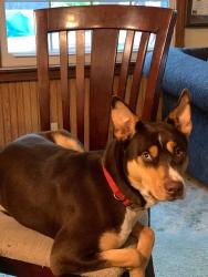 Lost Female Dog last seen Old st rt3, Athens, OH 45701