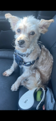 Lost Male Dog last seen Salem road Huntington woods, Huntington Woods, MI 48070