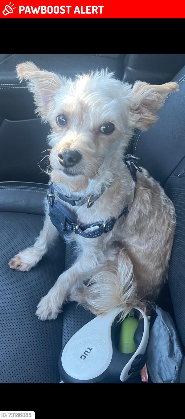 Lost Male Dog last seen Salem road Huntington woods, Huntington Woods, MI 48070