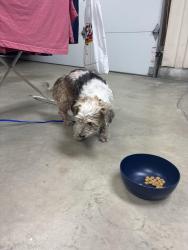 Found/Stray Male Dog last seen Emerald Av, La Verne, CA 91750