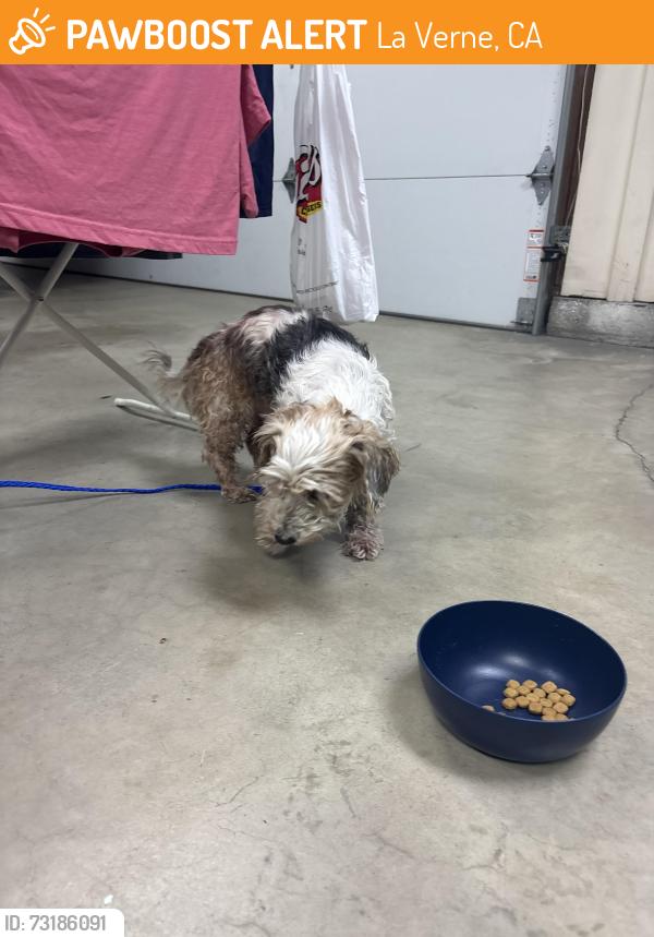 Found/Stray Male Dog last seen Emerald Av, La Verne, CA 91750