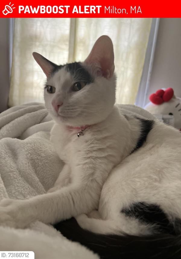 Lost Female Cat last seen Eliot Street and neighboring streets, Milton, MA 02186