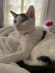 Lost Female Cat last seen Eliot Street and neighboring streets, Milton, MA 02186