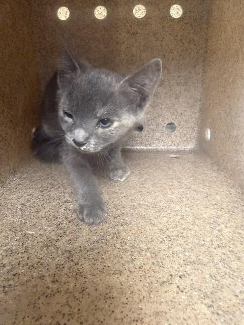 Shelter Stray Female Cat last seen Near BLOCK SUNDOWN DR, JURUPA VALLEY, CA, 6851 Van Buren Boulevard, Jurupa Valley, CA 92509, USA