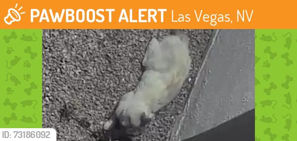 Found/Stray Unknown Cat last seen Mayflower n decatur, Las Vegas, NV 89107