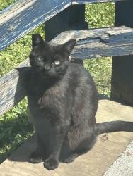 Lost Male Cat last seen Willamette Street / 30th, Eugene, OR 97405