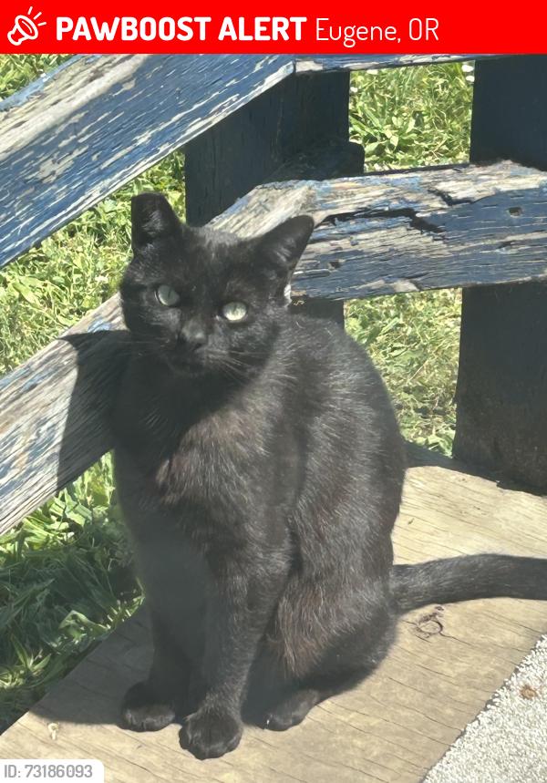 Lost Male Cat last seen Willamette Street / 30th, Eugene, OR 97405