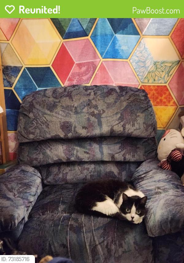 Reunited Female Cat last seen Near av chambly, Saint-Hyacinthe, QC J2S 6V6