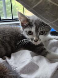 Shelter Stray Male Cat last seen BURLINGTON AC, 221 Stone Quarry Rd, Burlington, NC 27217, USA