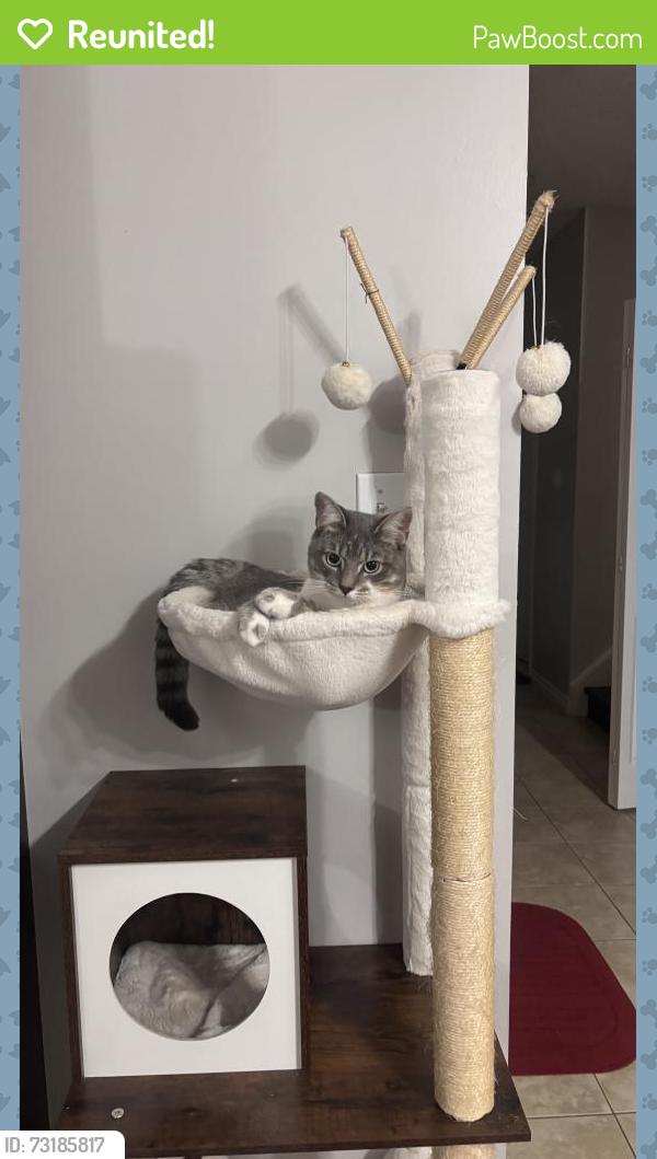 Reunited Male Cat last seen Unit 11 960 bitterbush cresent, London, ON N6H 0G1