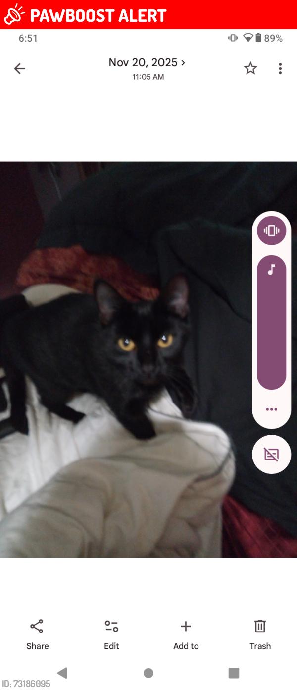 Lost Female Cat last seen Sylvester Rd Mission BC, Fraser Valley, BC V2V 7G7