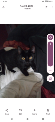 Lost Female Cat last seen Sylvester Rd Mission BC, Fraser Valley, BC V2V 7G7
