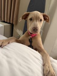 Found/Stray Female Dog last seen Wilde lake and Pine forest rd, Northwest Pensacola, FL 32526