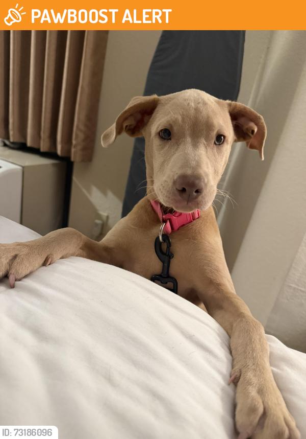 Found/Stray Female Dog last seen Wilde lake and Pine forest rd, Northwest Pensacola, FL 32526