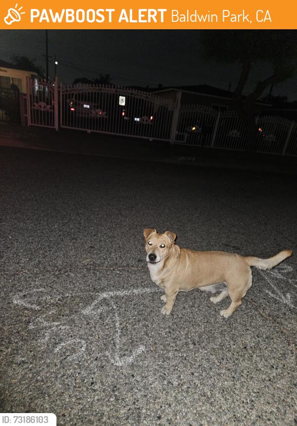 Found/Stray Unknown Dog last seen Earl Ave and Torrey st, Baldwin Park, CA 91706