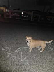 Found/Stray Unknown Dog last seen Earl Ave and Torrey st, Baldwin Park, CA 91706
