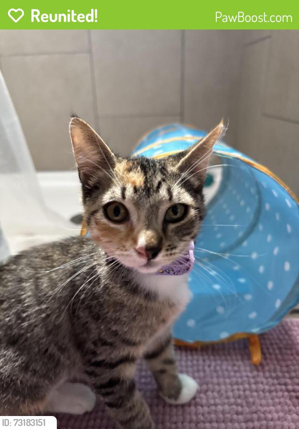 Reunited Female Cat last seen Jarvis, San Jose, CA 95118