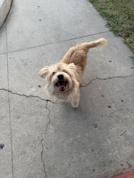 Found/Stray Unknown Dog last seen South Gate Ave, South Gate, CA 90280