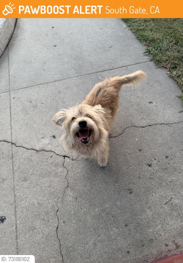 Found/Stray Unknown Dog last seen South Gate Ave, South Gate, CA 90280