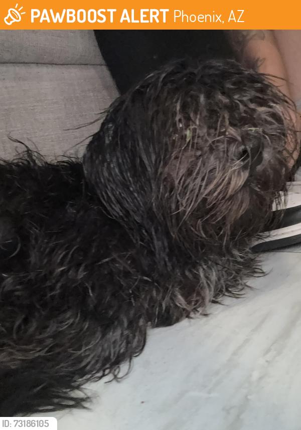 Found/Stray Male Dog last seen 83rd ave and encanto, Phoenix, AZ 85037