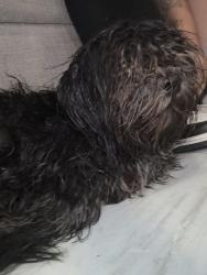 Found/Stray Male Dog last seen 83rd ave and encanto, Phoenix, AZ 85037