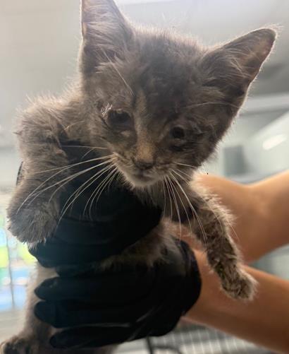 Shelter Stray Female Cat last seen CHARLOTTE, 8315 Byrum Dr, Charlotte, NC 28217, USA